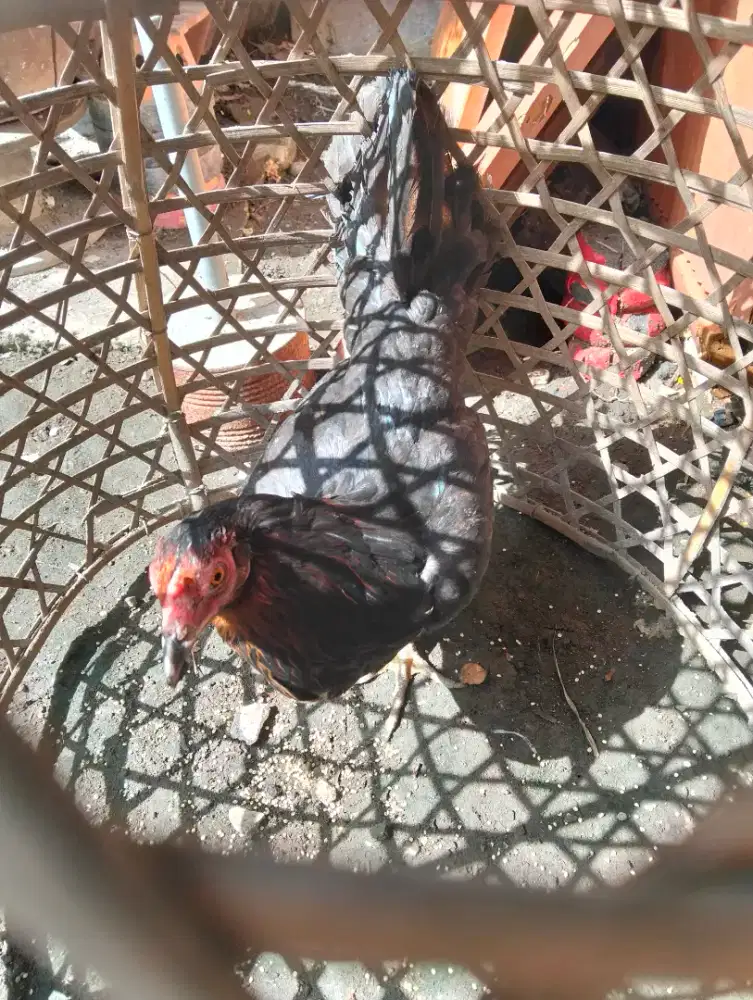 Ayam cewek umur setahun siap produksi mnt lksi dps utara