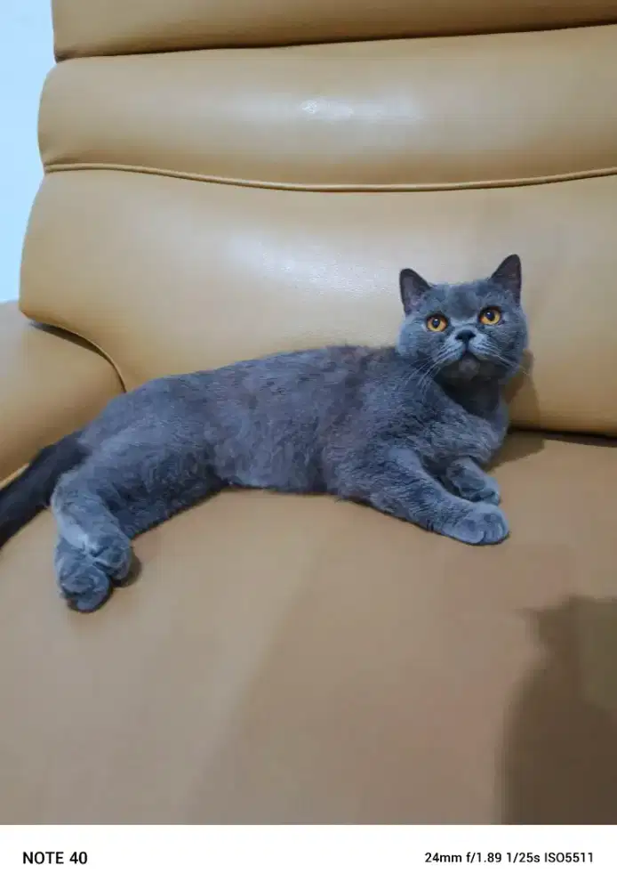 British shorthair