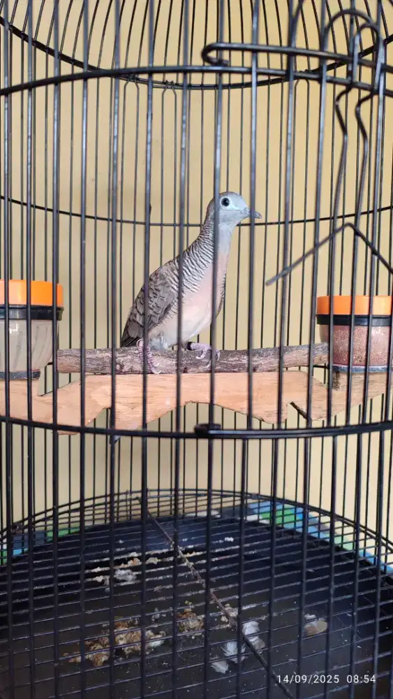 Kutut Bangkok manggung