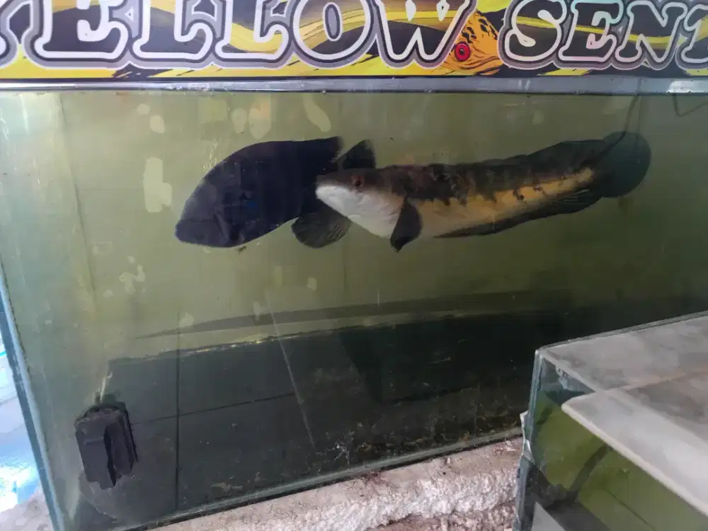 Ikan Channa YS maru +-50cm