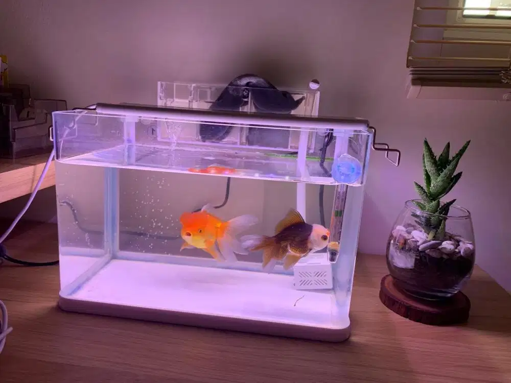 Aquarium dan accesoris lengkap (tanpa ikan)