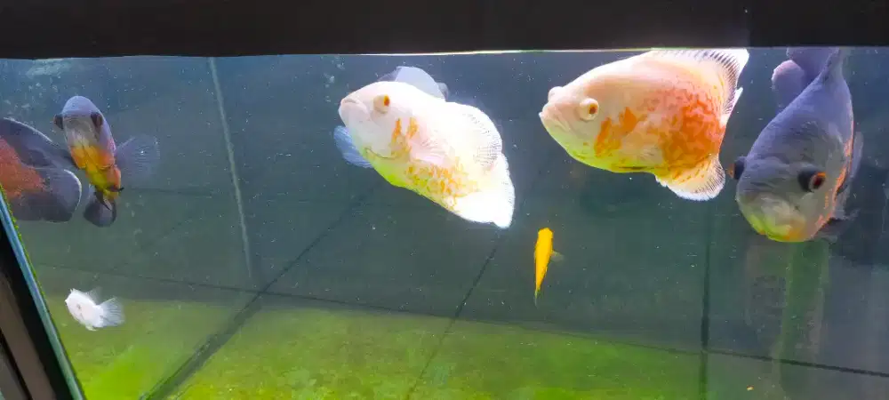 ikan Oscar campur(harga per ekor)