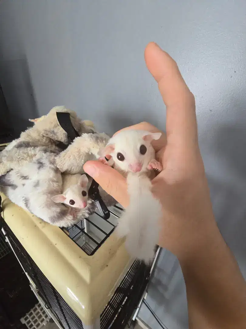 Sugar glider Joey Ruby leu
