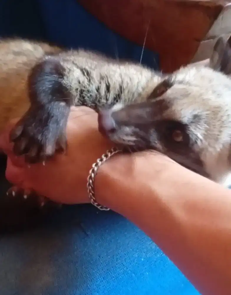 Musang pandan jantan jinak manja