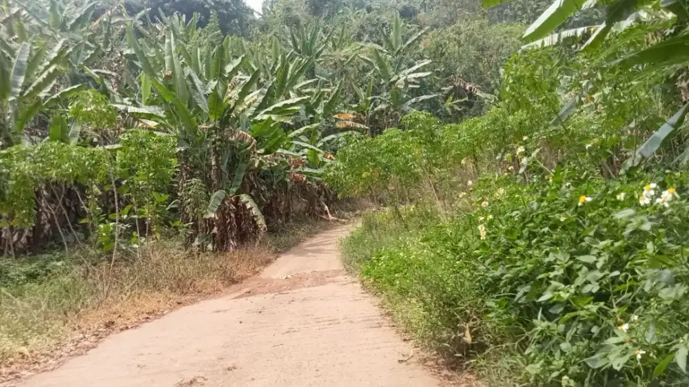 Dijual / disewakan Tanah Desa Kalikatir Kecamatan Gondang Mojokerto