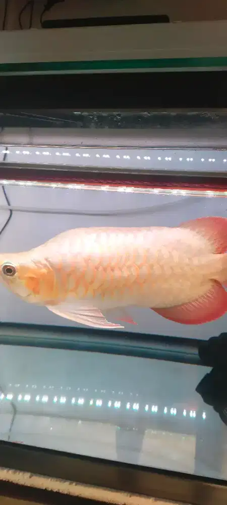 Arwana Super Red 40Cm Sertifikat Cip Shorts Body  Rp 7 jt