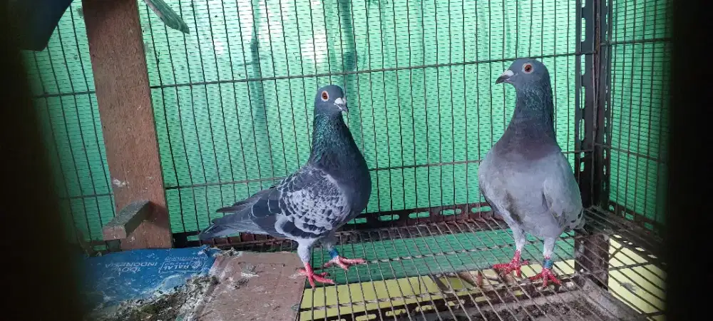 Merpati pos long distance/jarak jauh