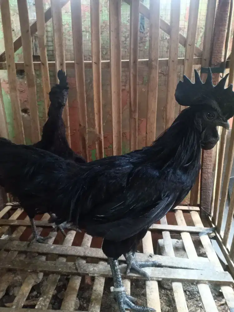 Ayam cemani lidah hitam sepasang