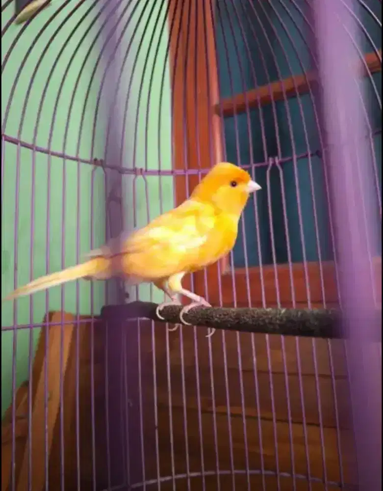 Burung kenari jantan AF F1 Loper gacor dor yellow kuning sunkist