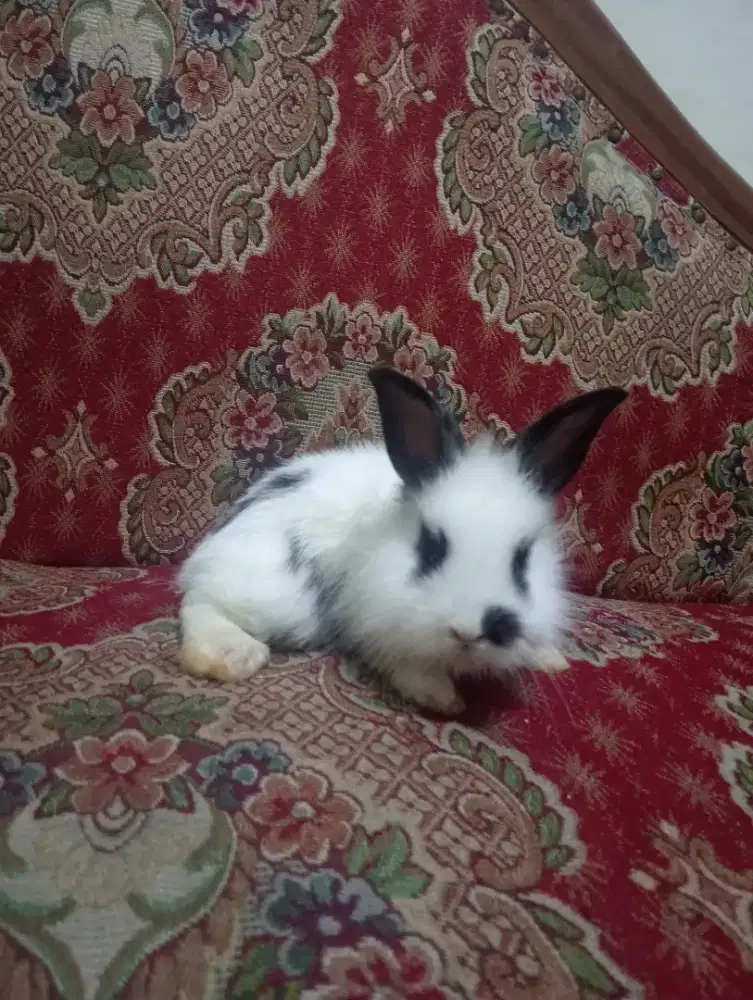 Kelinci hias lucu sehat