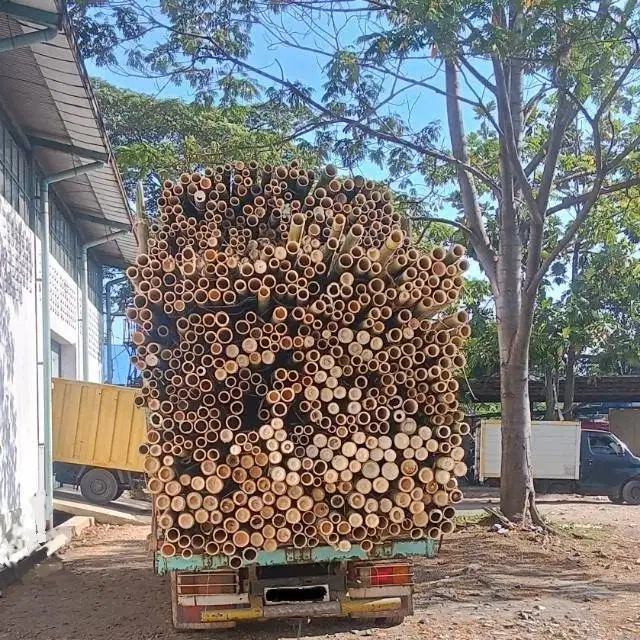 BAMBU UNTUK STEGER PANJANG 6 METER