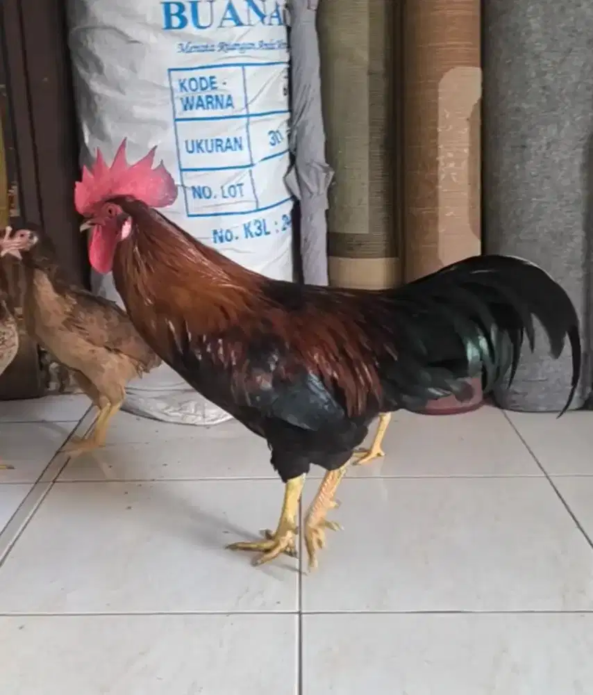 Ayam kampung jago Biang