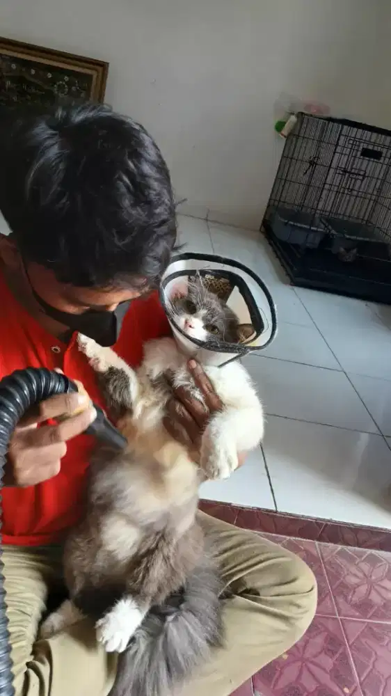 Groming Panggilan Murah