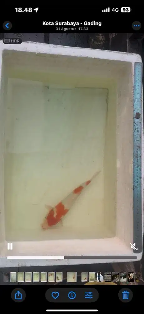 Jual obral ikan koi import