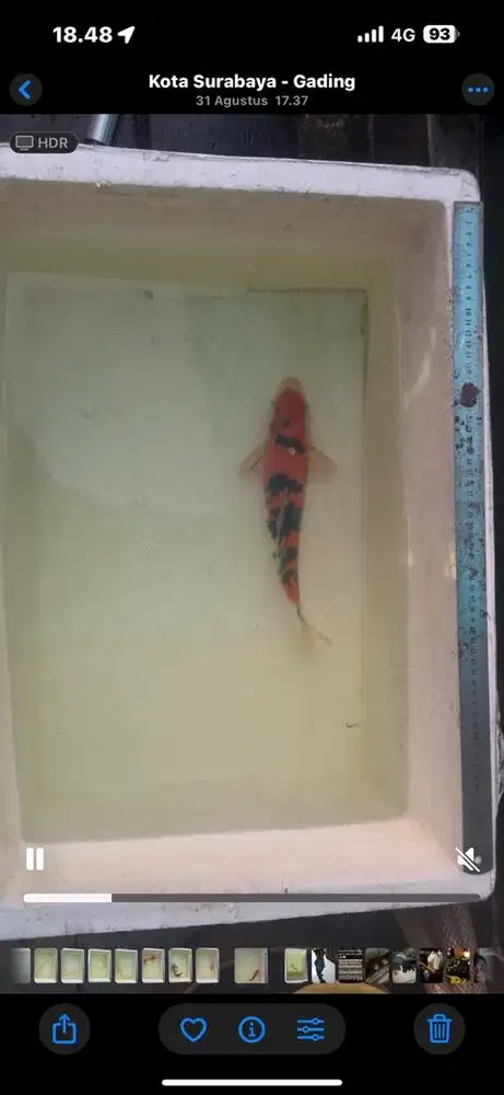 Jual obral ikan koi import