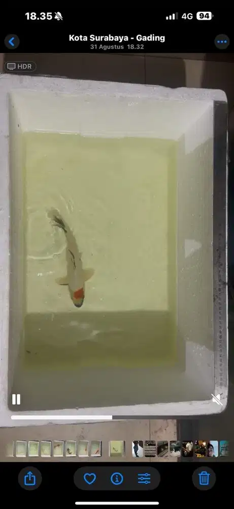 Jual obral ikan koi import