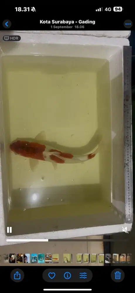 Jual obral ikan koi import