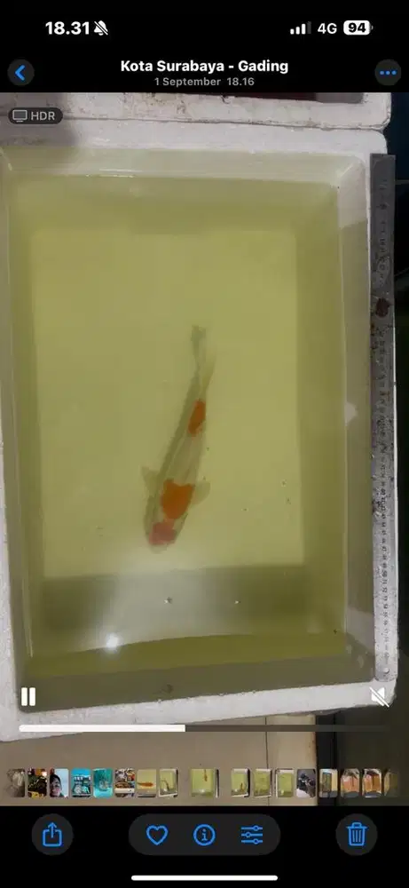 Jual obral ikan koi import