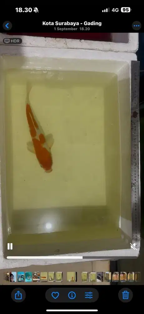 Jual obral ikan koi import