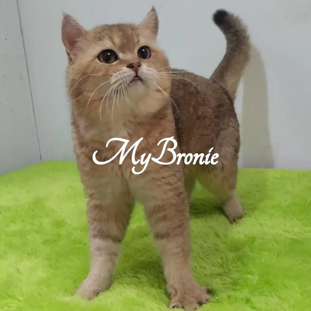 Kucing british shorthair golden jago kawin