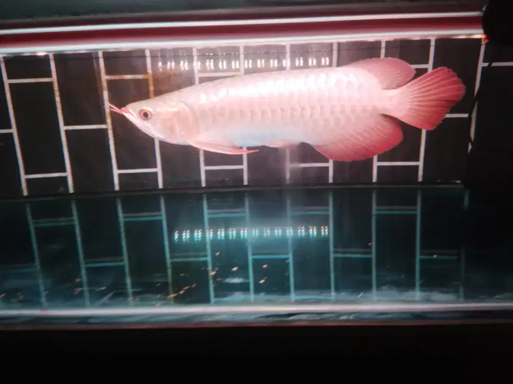 Arwana Super Red menor