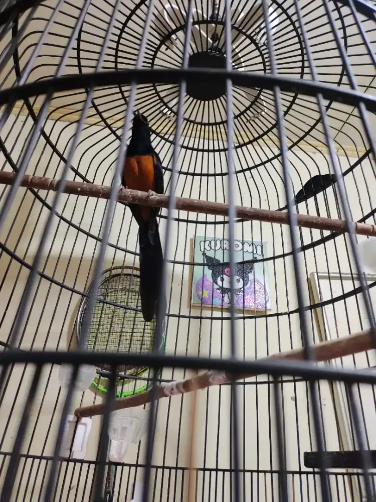 Murai Nias body big ekor hitam mapan gacor