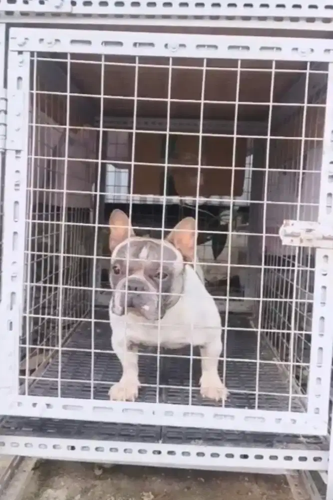 French bulldog jantan