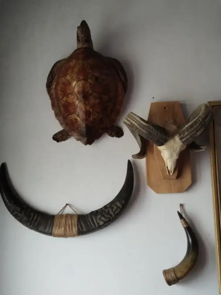 Pajangan penyu tanduk kerbau domba sapi
