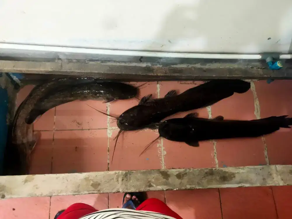 Ikan Lele Jumbo Sangkuriang