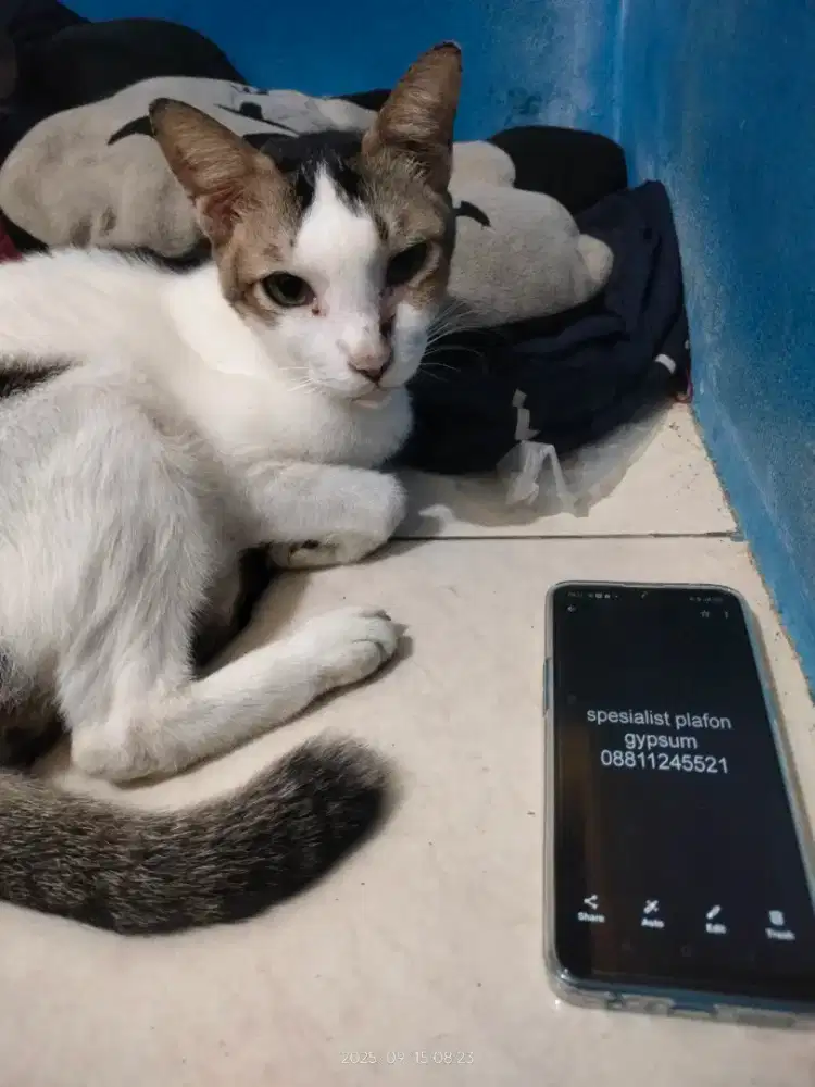 Whiscat murah promo pl4f0n 9ypsum tuk4ng pan99ilan murah