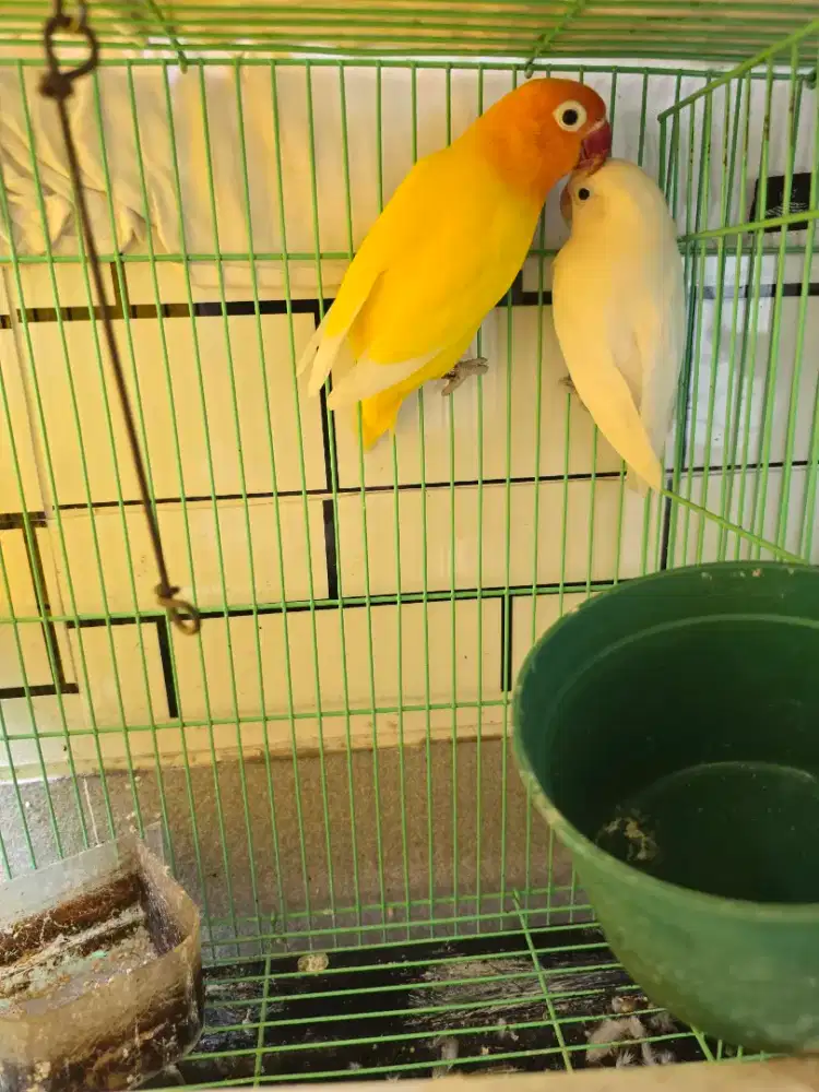 Sepasang lovebird