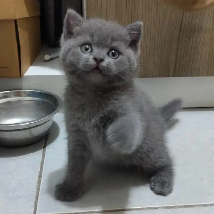 British Shorthair