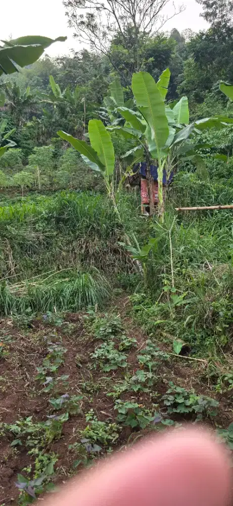 Investasi - Tanah 610 m² SHM di Cibogo Lamping, Leuwigajah, Cimahi.