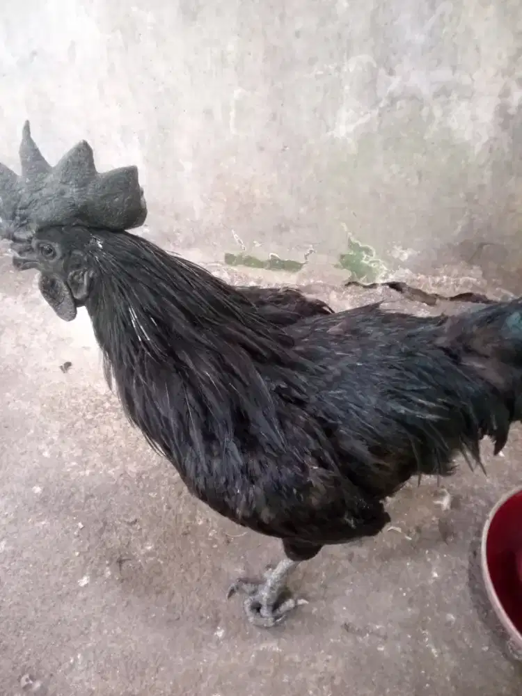 Ayam cemani asli