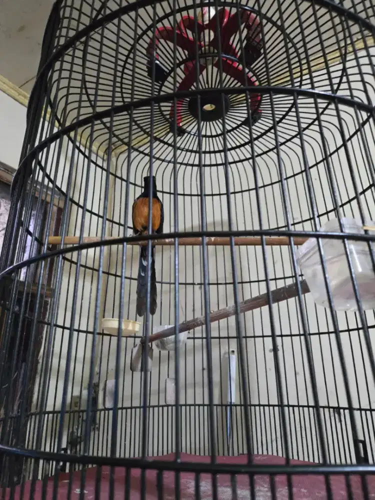 Murai ekor Balak 6 gacor body Big