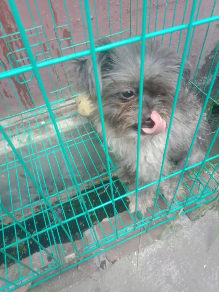 di semihibahkan anjing sitsu mini