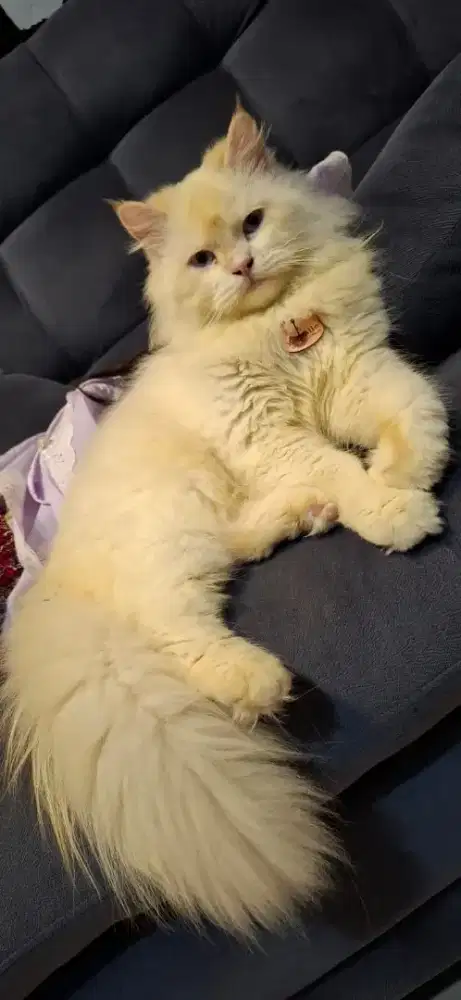 Kucing persia himalaya Red poin Jantan