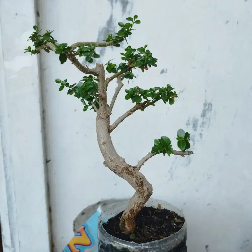 Bonsai Sancang Mame