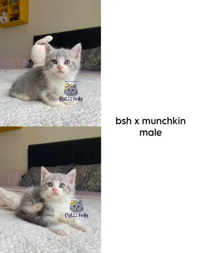 BSH BRITISH SHORTHAIR KITTEN J&B