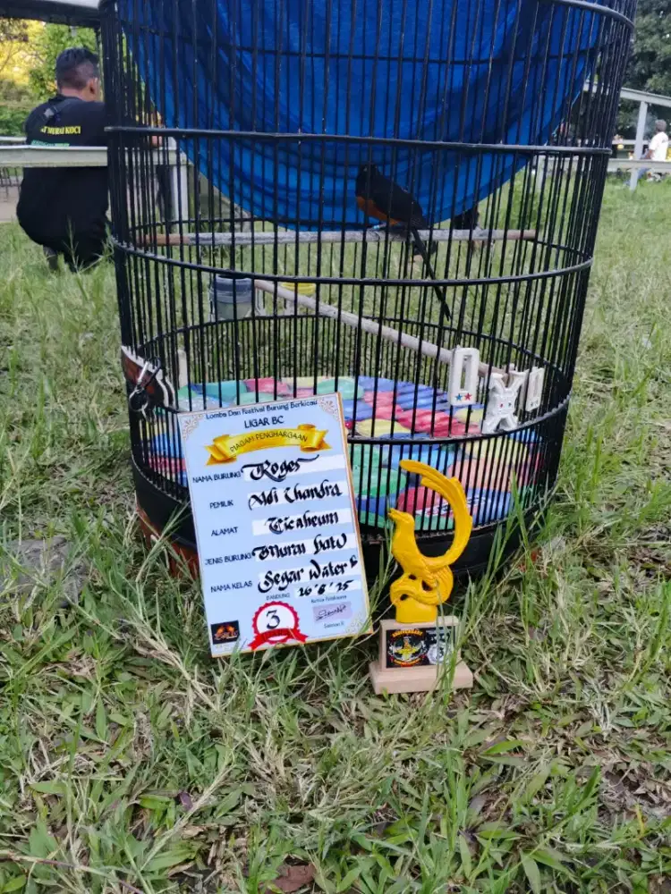 Murai double ring APBN prestasi