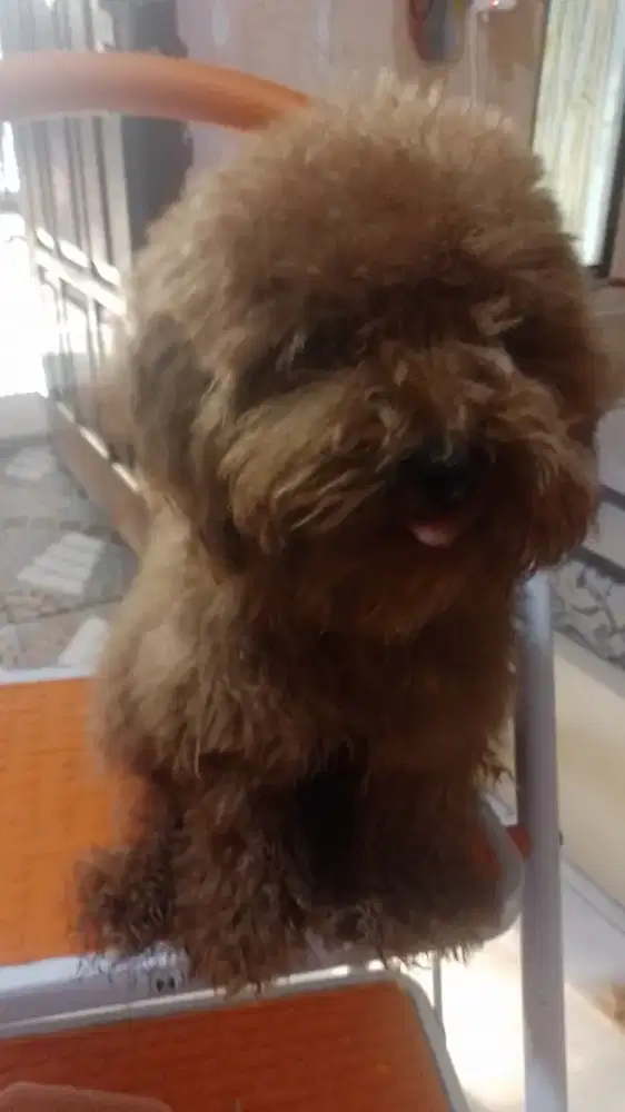 Anak poodle betina vaksin