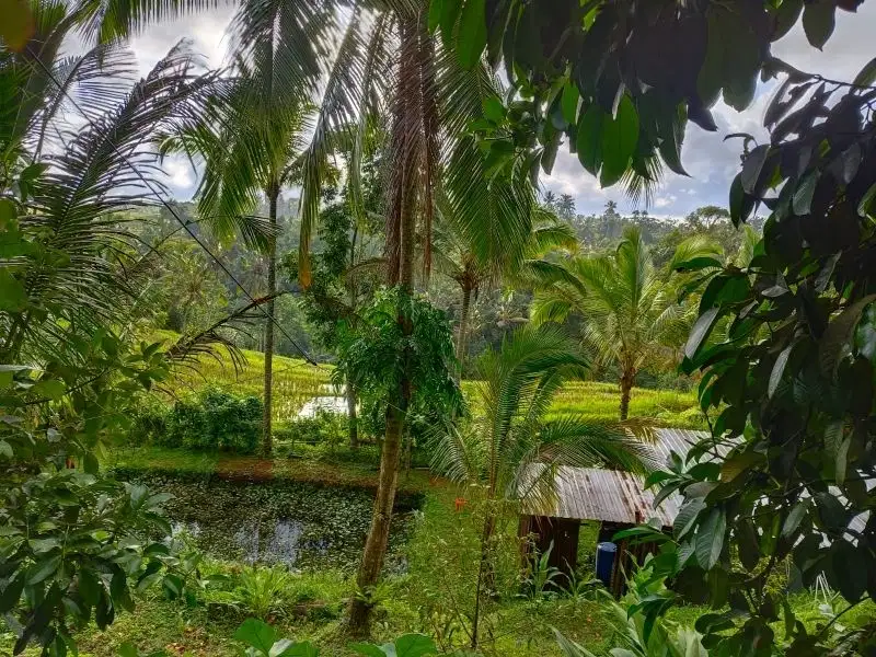 Dijual tanah murah view sawah dan gunung  di bali