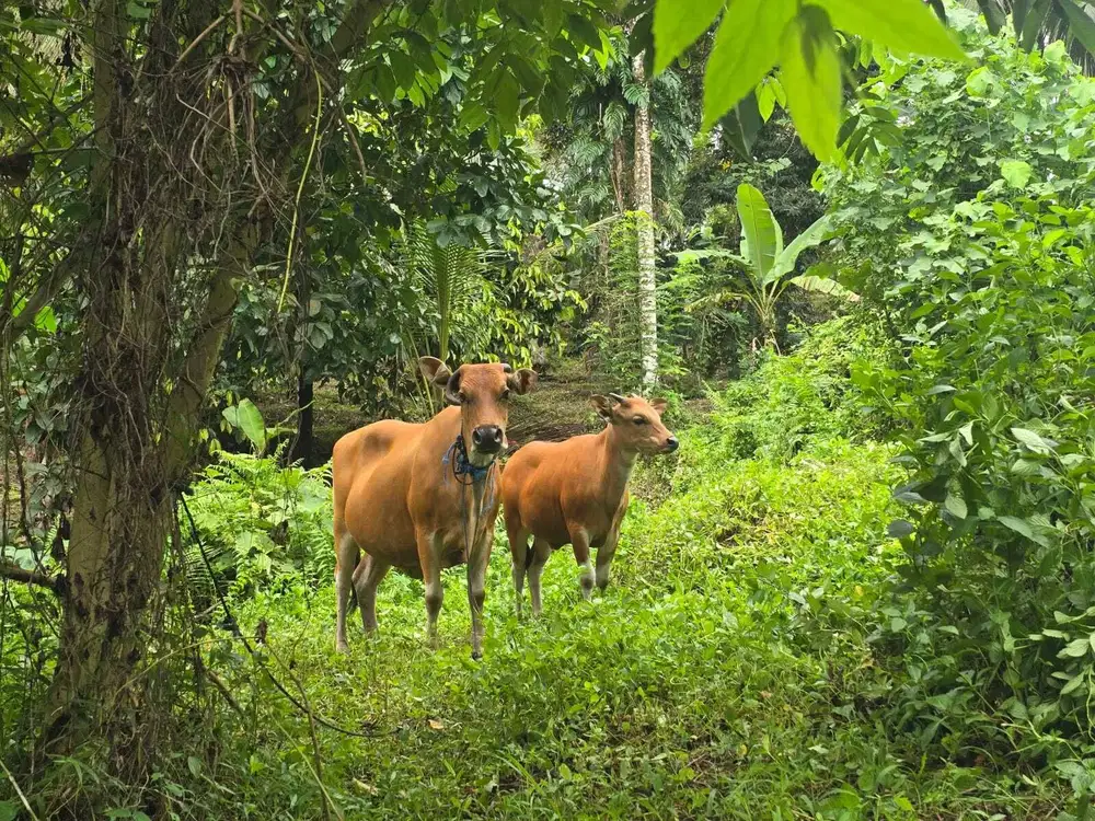 Dijual tanah murah dekat villa kusfam bali ditabanan bali