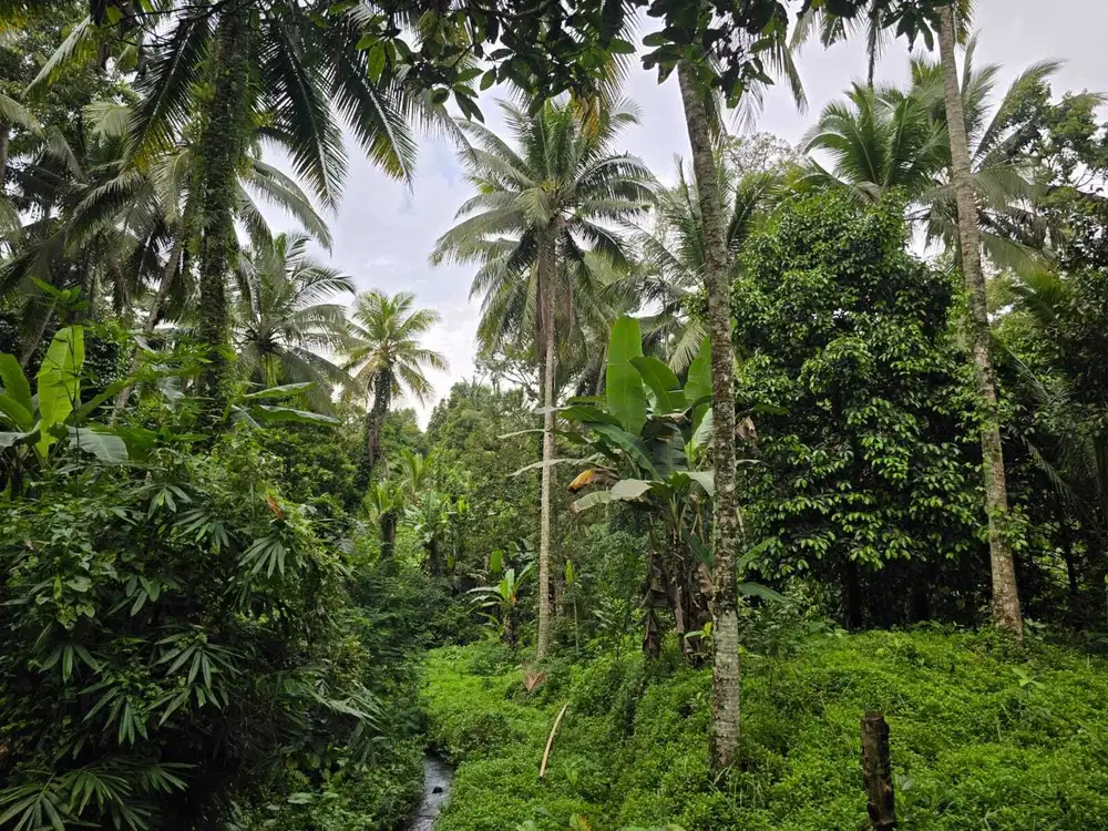 Jual tanah zona yellow dekat villa di tabanan bali