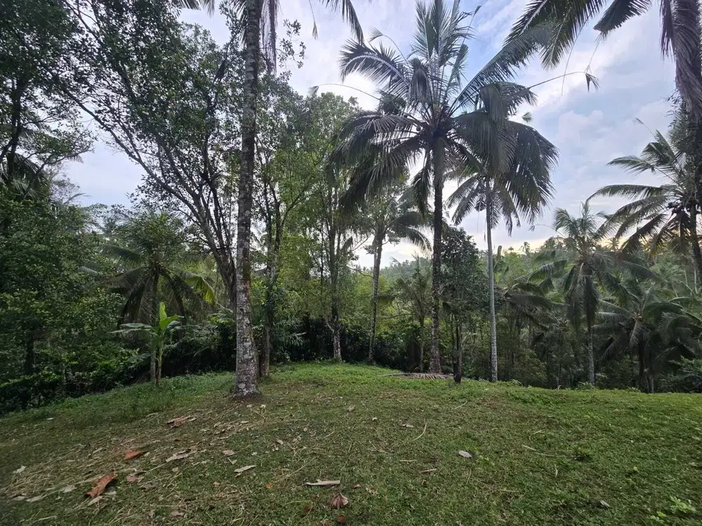 Dijual tanah kebun subur dengan view jugle dan los sungai kecil