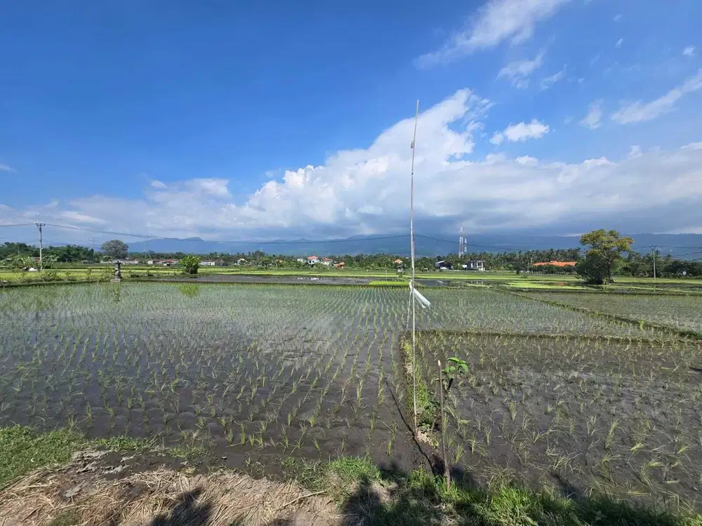 Dijual tanah kecil view sawah dan bukit di buleleng bali