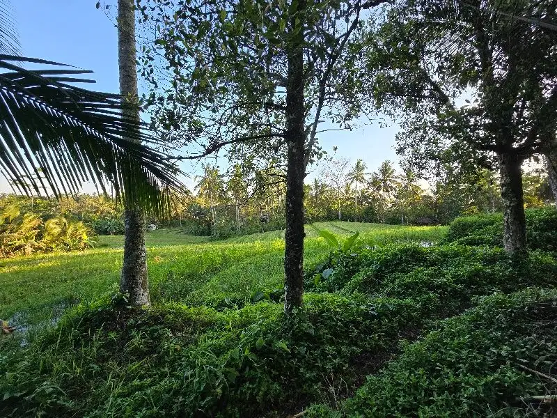DIJUAL TANAH murah DENGAN VIEW SAWAH cantik dekat villa di bali