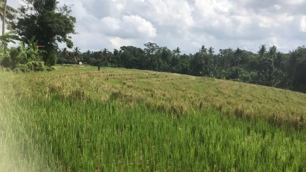 Dijual tanah murah dengan view sawah terasering di tabanan bali