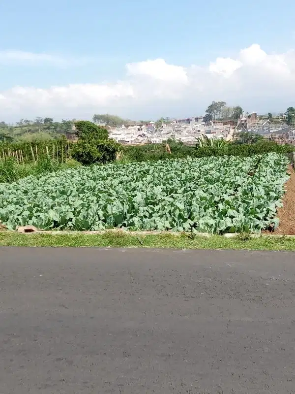 Dijual Murah tanah siap bangun di Dau Gading Kulon