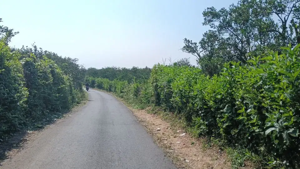 Kebun jeruk murah di dau dekat wisata bedengan